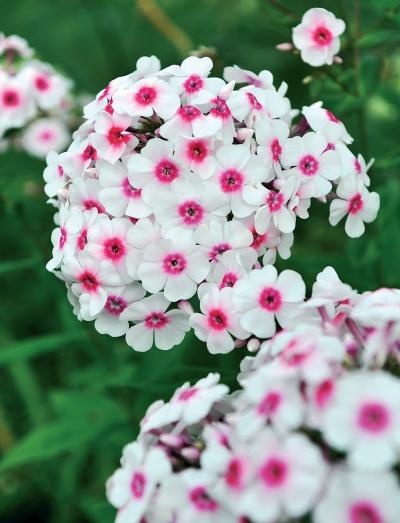 Иллюстрация к книге — Миллион растений для вашего сада [_252.jpg]