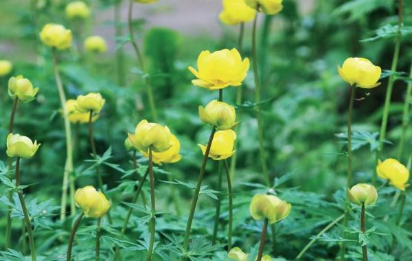 Иллюстрация к книге — Миллион растений для вашего сада [_254.jpg]