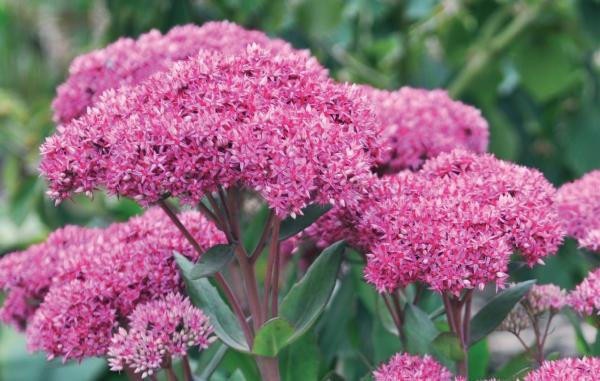 Иллюстрация к книге — Миллион растений для вашего сада [_255.jpg]