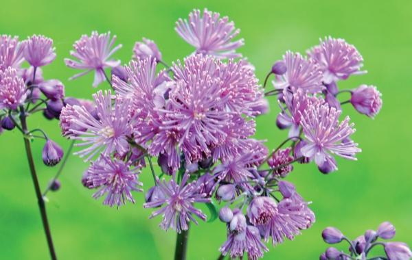 Иллюстрация к книге — Миллион растений для вашего сада [_257.jpg]