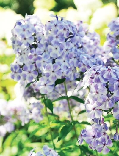 Иллюстрация к книге — Миллион растений для вашего сада [_259.jpg]