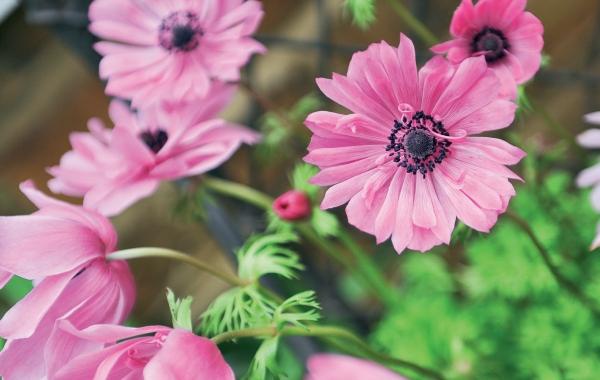 Иллюстрация к книге — Миллион растений для вашего сада [_262.jpg]