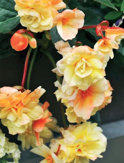 Иллюстрация к книге — Миллион растений для вашего сада [_263.jpg]