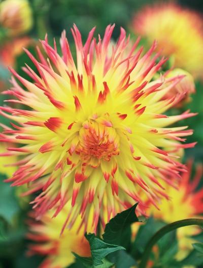 Иллюстрация к книге — Миллион растений для вашего сада [_264.jpg]