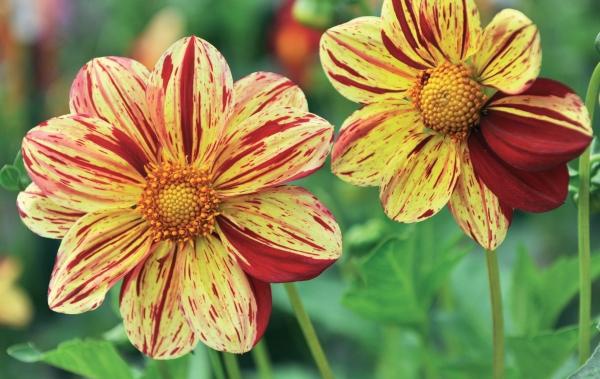 Иллюстрация к книге — Миллион растений для вашего сада [_265.jpg]