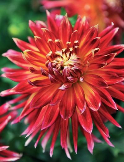 Иллюстрация к книге — Миллион растений для вашего сада [_267.jpg]