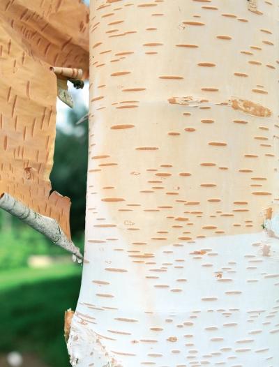 Иллюстрация к книге — Миллион растений для вашего сада [_29.jpg]