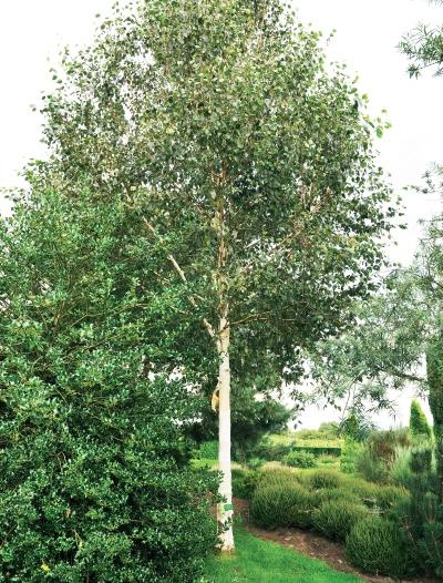 Иллюстрация к книге — Миллион растений для вашего сада [_30.jpg]