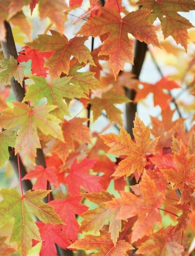 Иллюстрация к книге — Миллион растений для вашего сада [_31.jpg]