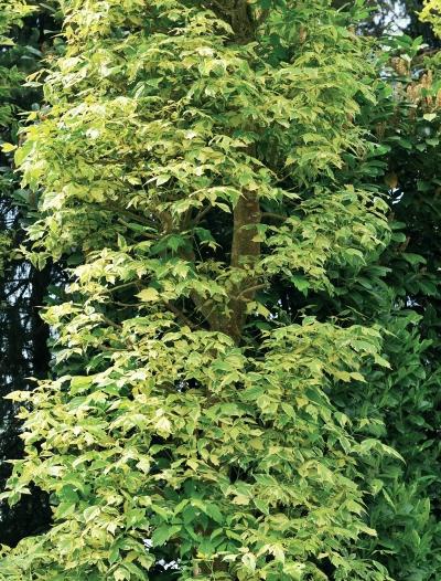 Иллюстрация к книге — Миллион растений для вашего сада [_32.jpg]