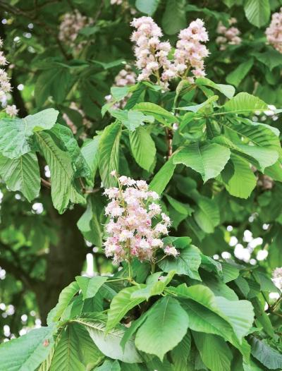 Иллюстрация к книге — Миллион растений для вашего сада [_40.jpg]