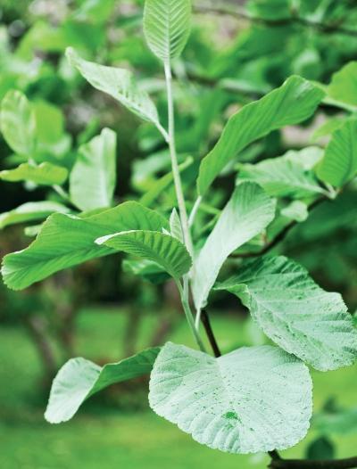 Иллюстрация к книге — Миллион растений для вашего сада [_41.jpg]