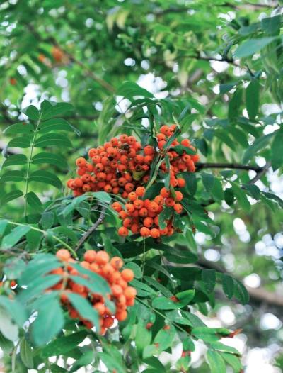 Иллюстрация к книге — Миллион растений для вашего сада [_42.jpg]