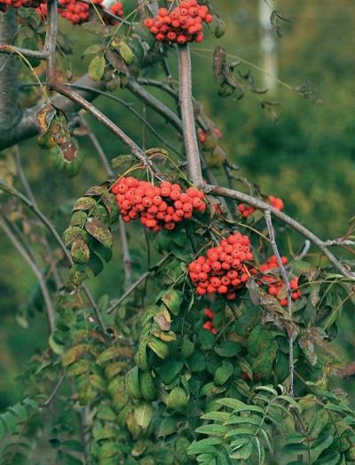 Иллюстрация к книге — Миллион растений для вашего сада [_44.jpg]