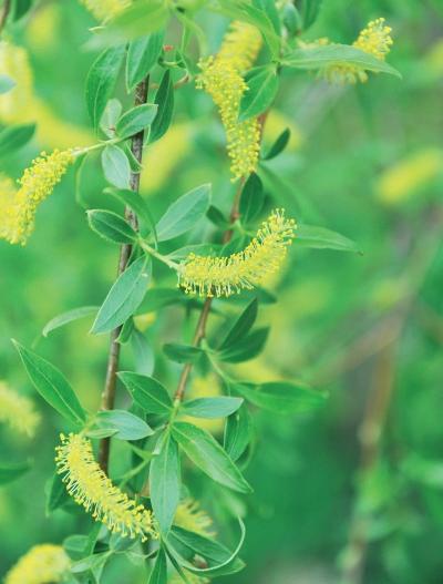 Иллюстрация к книге — Миллион растений для вашего сада [_46.jpg]