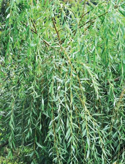 Иллюстрация к книге — Миллион растений для вашего сада [_48.jpg]