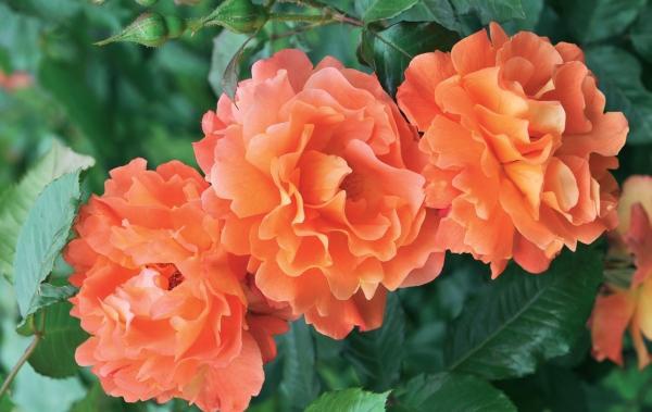 Иллюстрация к книге — Миллион растений для вашего сада [_49.jpg]