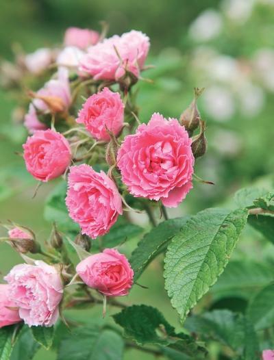 Иллюстрация к книге — Миллион растений для вашего сада [_52.jpg]