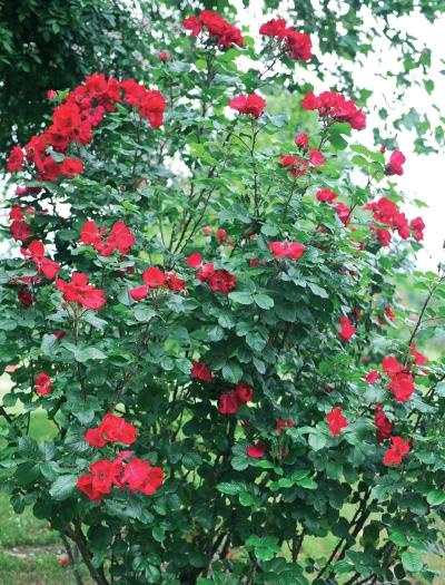 Иллюстрация к книге — Миллион растений для вашего сада [_54.jpg]