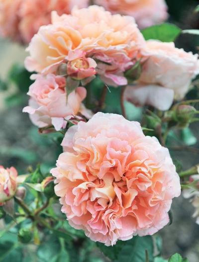 Иллюстрация к книге — Миллион растений для вашего сада [_57.jpg]