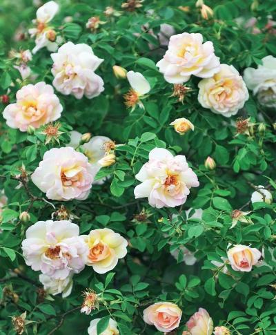 Иллюстрация к книге — Миллион растений для вашего сада [_58.jpg]