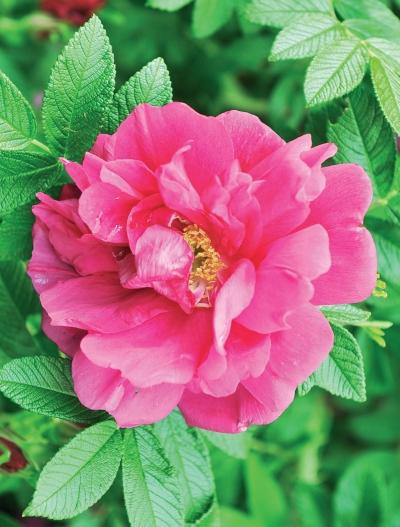 Иллюстрация к книге — Миллион растений для вашего сада [_61.jpg]