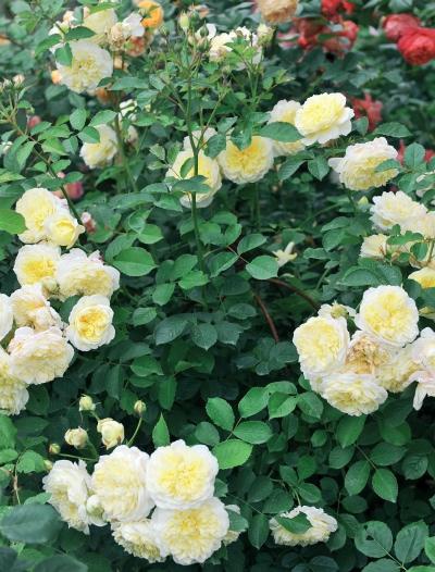 Иллюстрация к книге — Миллион растений для вашего сада [_62.jpg]