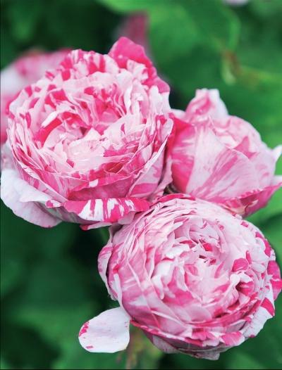 Иллюстрация к книге — Миллион растений для вашего сада [_63.jpg]