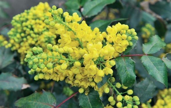 Иллюстрация к книге — Миллион растений для вашего сада [_64.jpg]