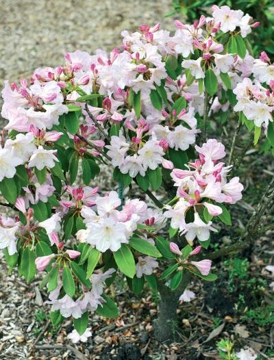 Иллюстрация к книге — Миллион растений для вашего сада [_67.jpg]