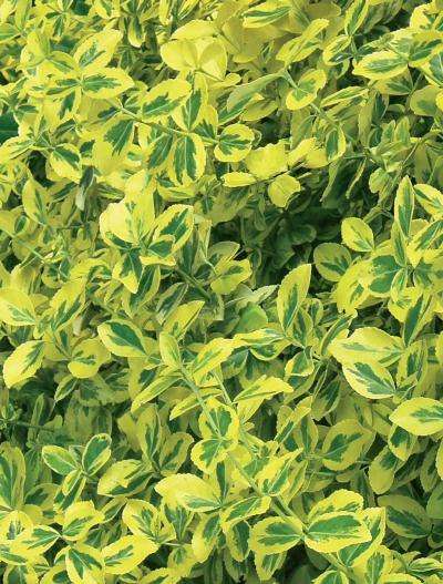 Иллюстрация к книге — Миллион растений для вашего сада [_68.jpg]