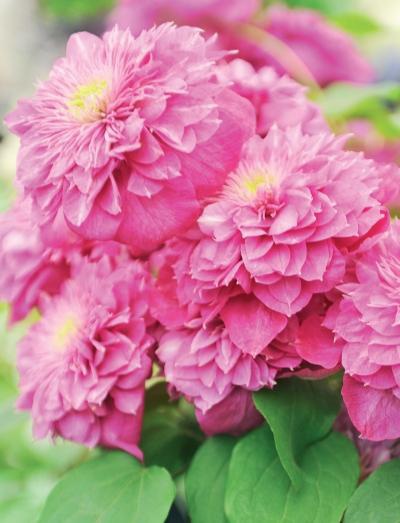 Иллюстрация к книге — Миллион растений для вашего сада [_71.jpg]