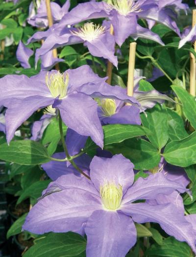 Иллюстрация к книге — Миллион растений для вашего сада [_74.jpg]