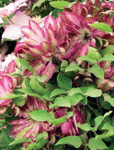 Иллюстрация к книге — Миллион растений для вашего сада [_75.jpg]