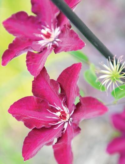 Иллюстрация к книге — Миллион растений для вашего сада [_76.jpg]