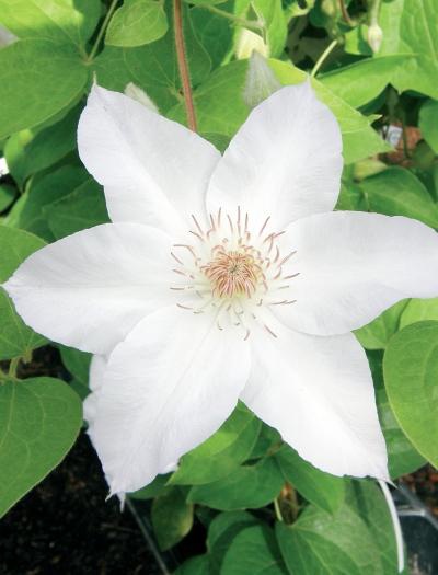 Иллюстрация к книге — Миллион растений для вашего сада [_77.jpg]