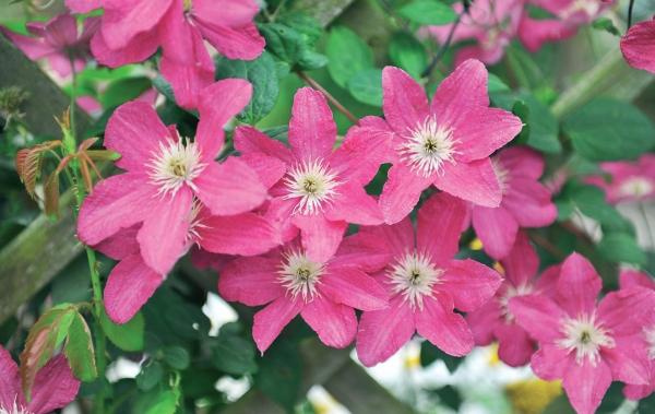 Иллюстрация к книге — Миллион растений для вашего сада [_78.jpg]