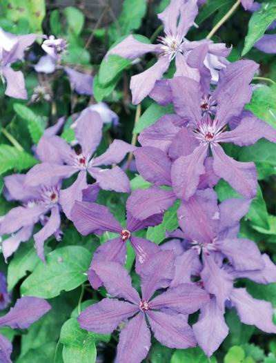 Иллюстрация к книге — Миллион растений для вашего сада [_79.jpg]