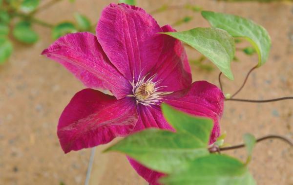 Иллюстрация к книге — Миллион растений для вашего сада [_81.jpg]