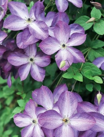 Иллюстрация к книге — Миллион растений для вашего сада [_83.jpg]