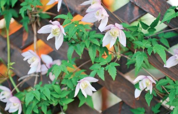 Иллюстрация к книге — Миллион растений для вашего сада [_85.jpg]