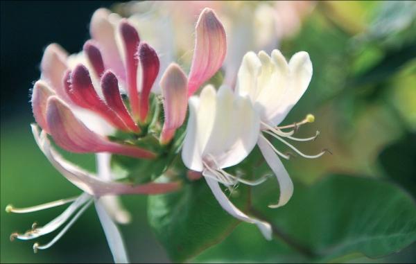 Иллюстрация к книге — Миллион растений для вашего сада [_88.jpg]