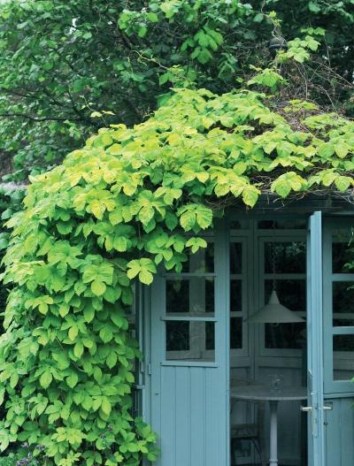 Иллюстрация к книге — Миллион растений для вашего сада [_89.jpg]