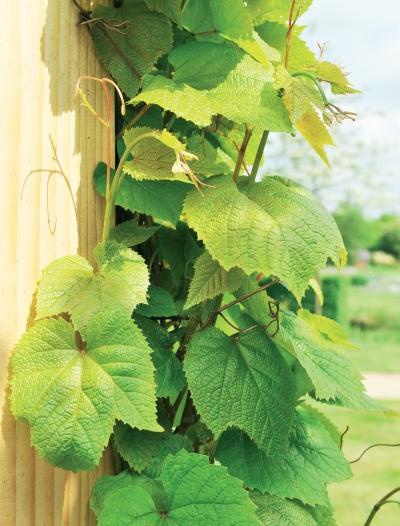 Иллюстрация к книге — Миллион растений для вашего сада [_92.jpg]