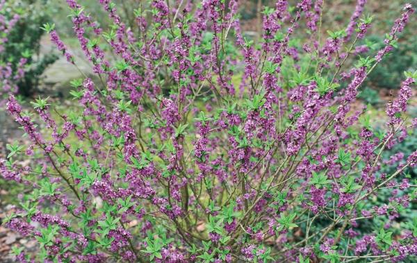 Иллюстрация к книге — Миллион растений для вашего сада [_93.jpg]