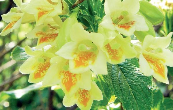 Иллюстрация к книге — Миллион растений для вашего сада [_96.jpg]