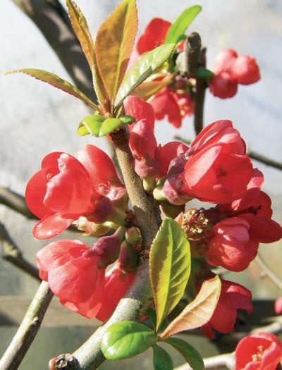 Иллюстрация к книге — Миллион растений для вашего сада [_98.jpg]