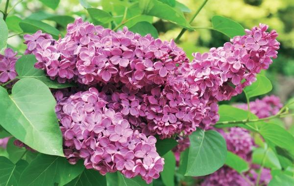 Иллюстрация к книге — Миллион растений для вашего сада [_99.jpg]