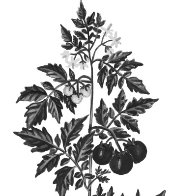 Иллюстрация к книге — Иллюстрированная энциклопедия огородника для новичков [i_002.jpg]