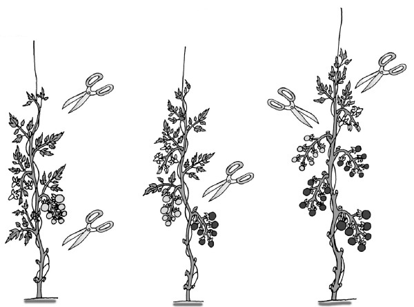 Иллюстрация к книге — Иллюстрированная энциклопедия огородника для новичков [i_014.jpg]